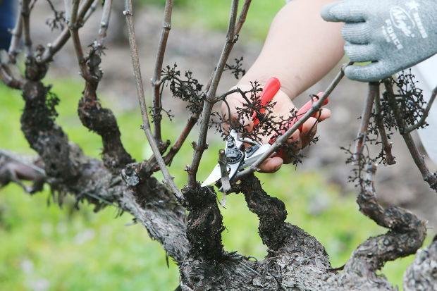 Pruning